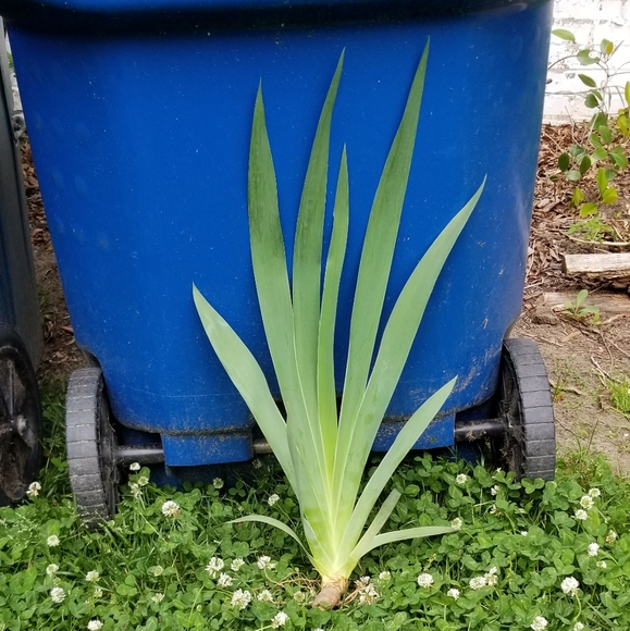 5 for 15$ Bearded Iris Rhizomes - Purple - Picture 14 of 14
